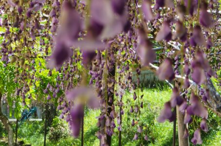 今年こそ、藤を見に百毫寺へ。