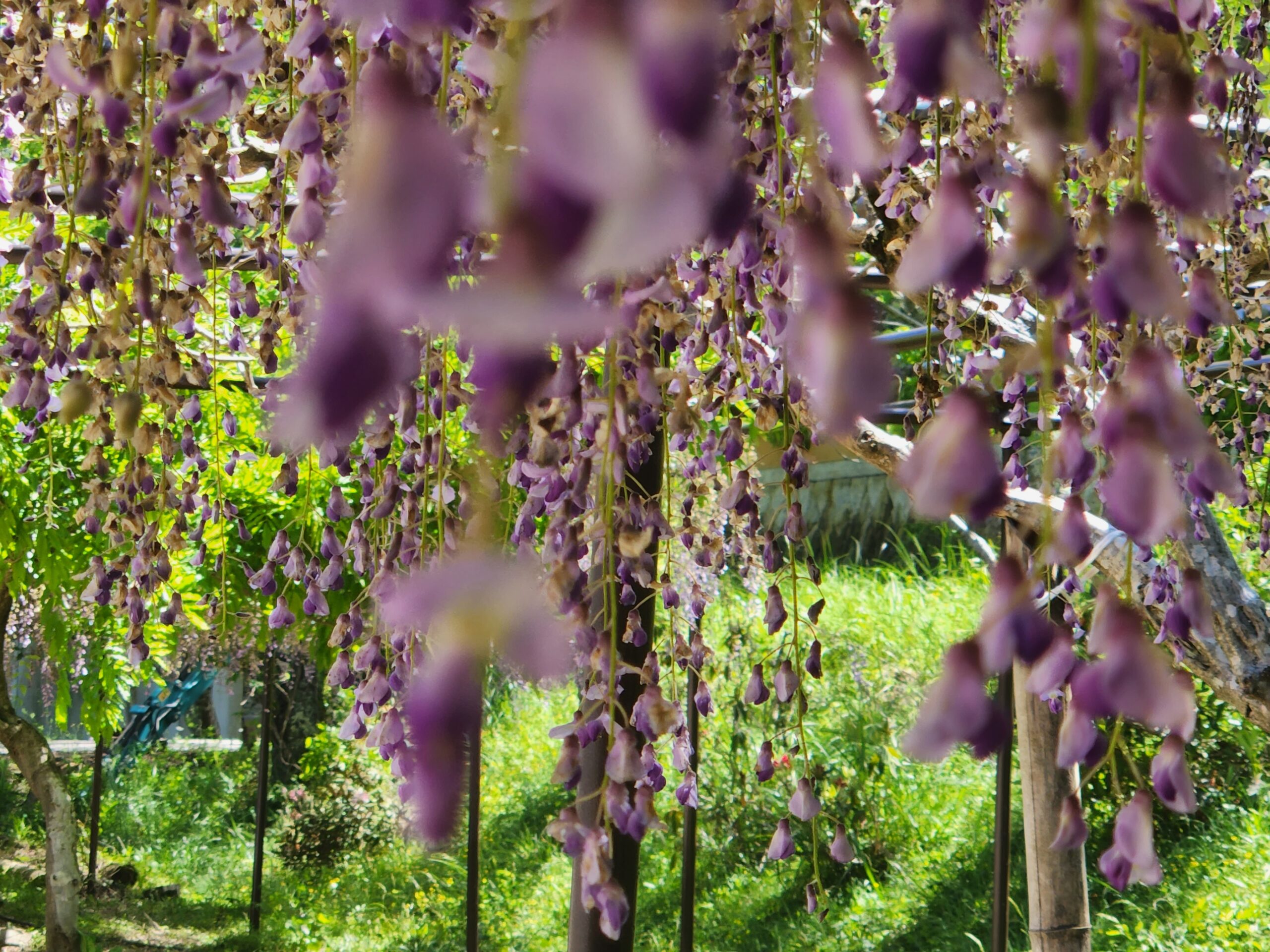 今年こそ、藤を見に百毫寺へ。