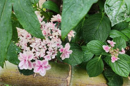 紫陽花を見に、奈良へ。