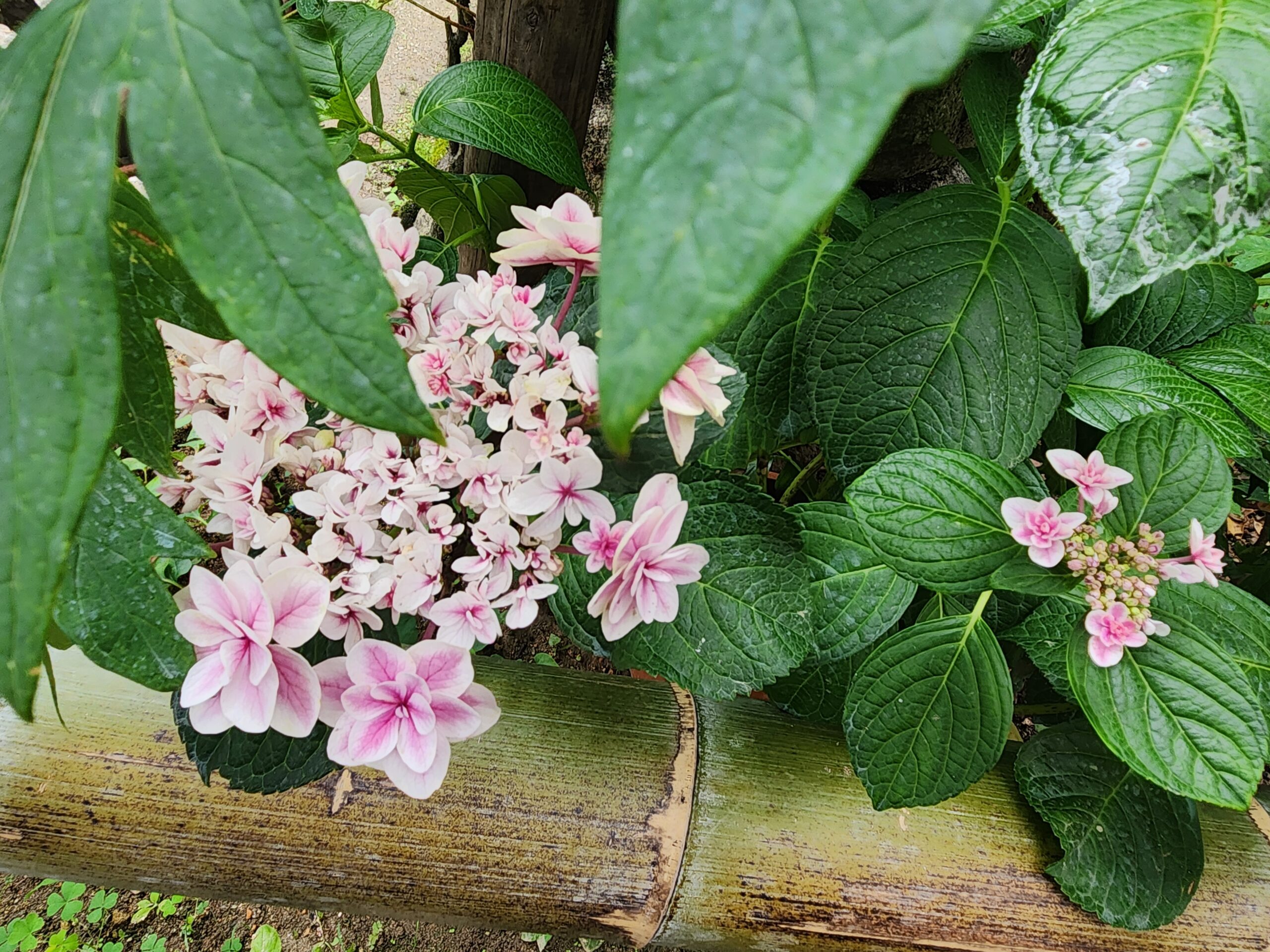 紫陽花を見に、奈良へ。