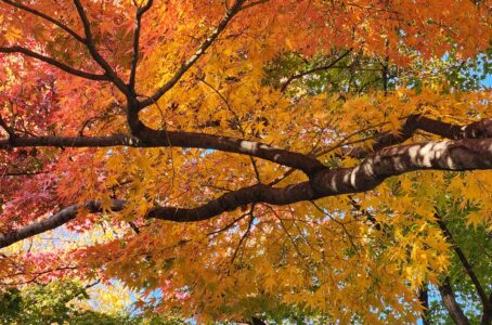 宣告から・・早一年。