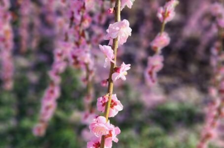 今年こそ、鈴鹿の森庭園へ梅を見に!