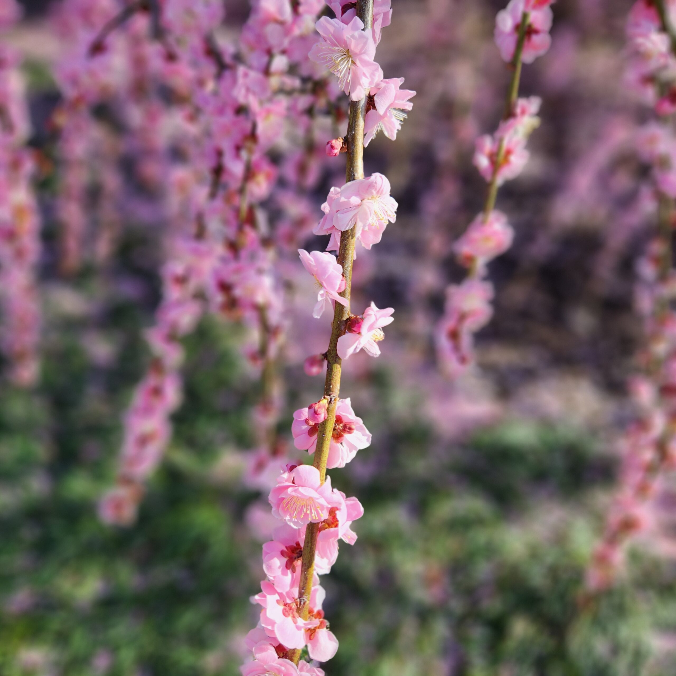今年こそ、鈴鹿の森庭園へ梅を見に!