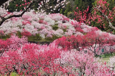 阿智村、行けた! 幸せな気分にしてくれる桃の花たち。