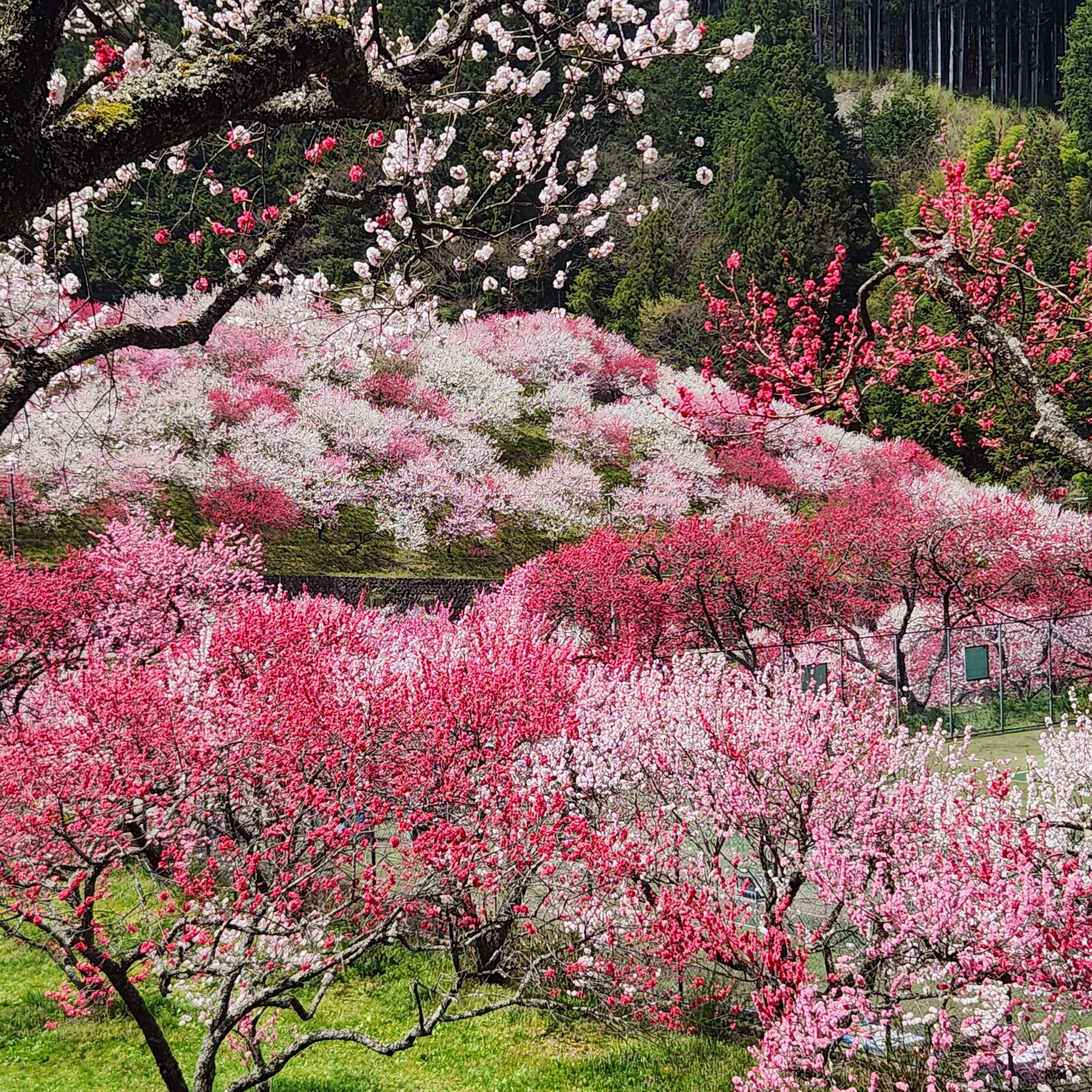 阿智村、行けた! 幸せな気分にしてくれる桃の花たち。